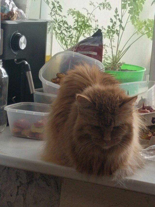 Крымский котик⁠