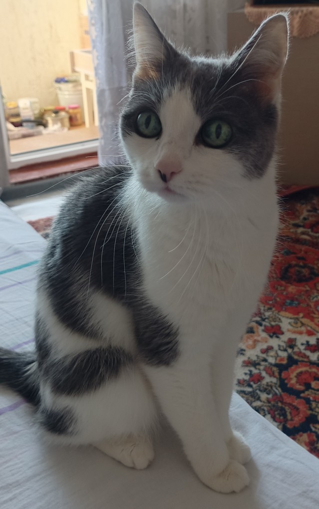 Котовторник