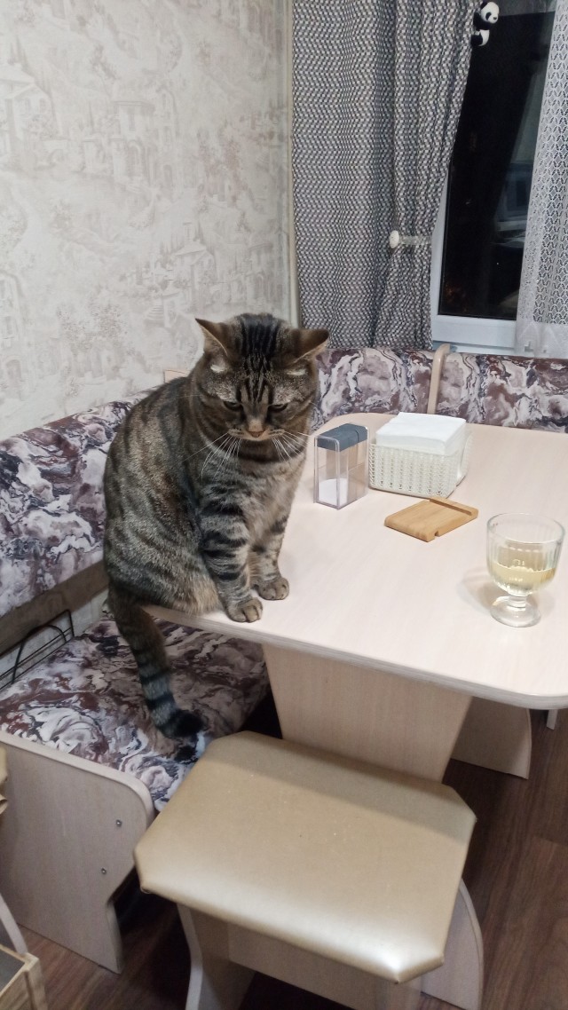С котовторником!