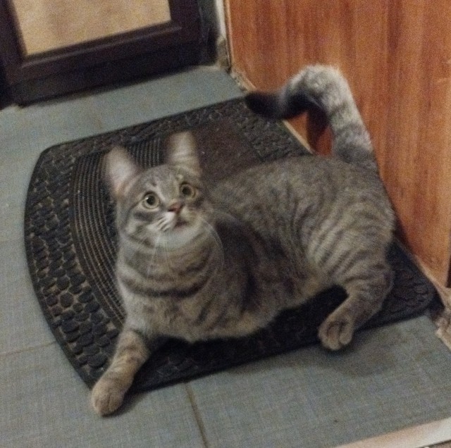 Трехлапый котопес.