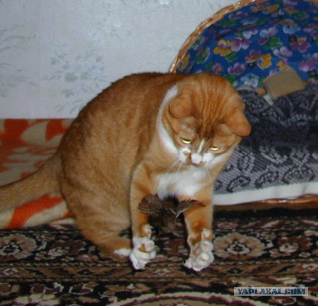 Котовторник 22.10.2013