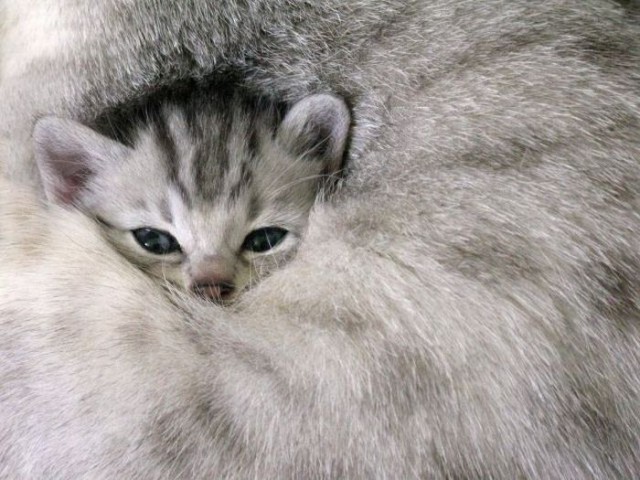 Пусть мама услышит, пусть мама придет - мимишность