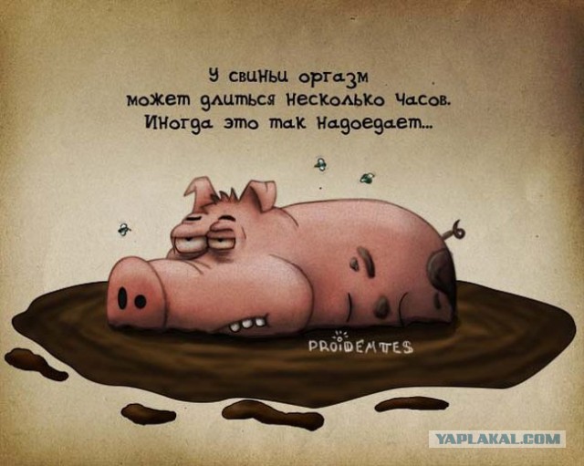 Визуализируем свои ники!