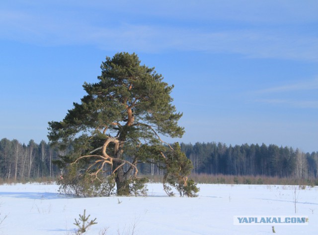 Цвет Зимы
