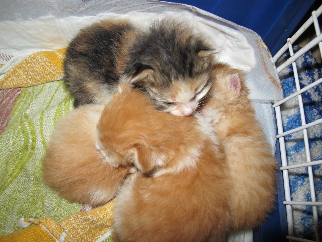 Новорожденные котосиротки
