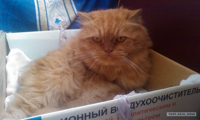 Рисованный котовторник