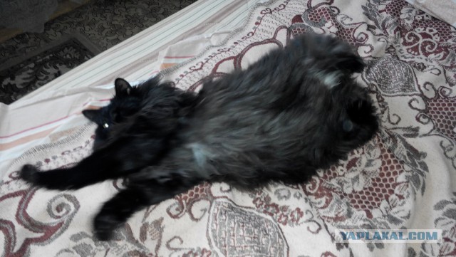 Перепись котопузов открыта=)