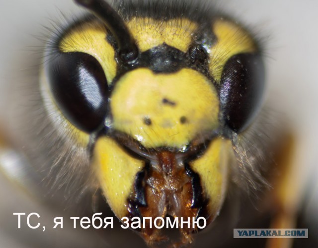 Как ёбнуть осу безопасно