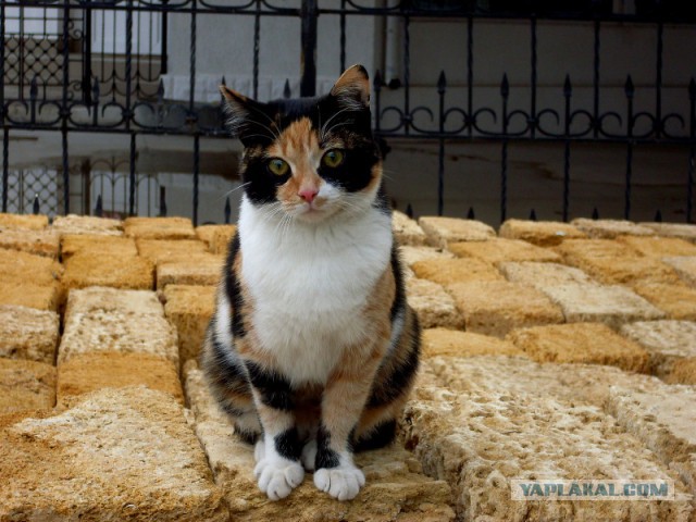 Котовторник 09.06.2015