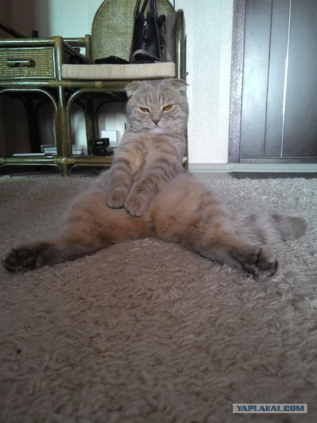 Котовторник 14.07.2015