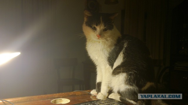 Котовторник 14.07.2015
