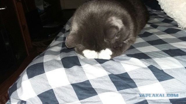 Котовторник 25.08.2015