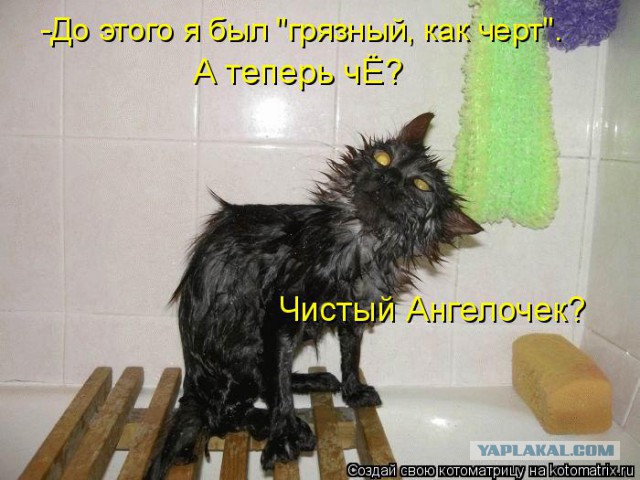 Прикольные коты