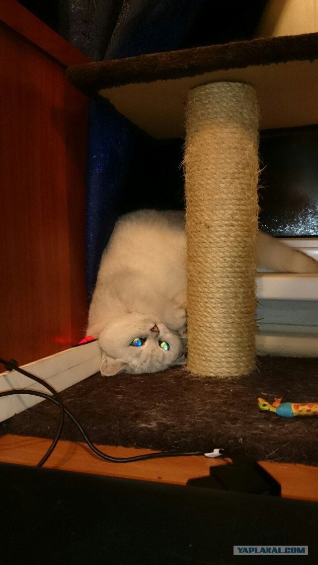 Кот сам знает, как ему удобно