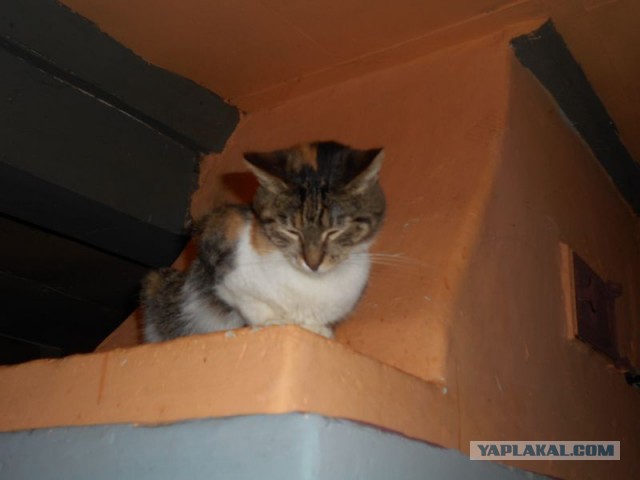 Жизнь домашнего приюта для котеек 102