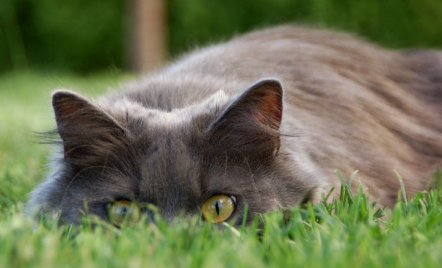 КошкоЛето!