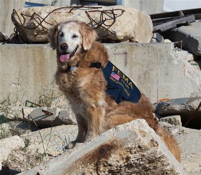 Спасатели прощаются с последней собакой, искавшей жертв теракта 11 сентября 2001 года