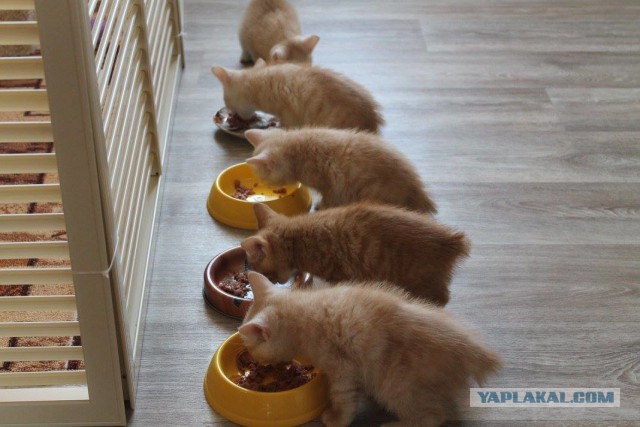 Котовторник  14.06.2016