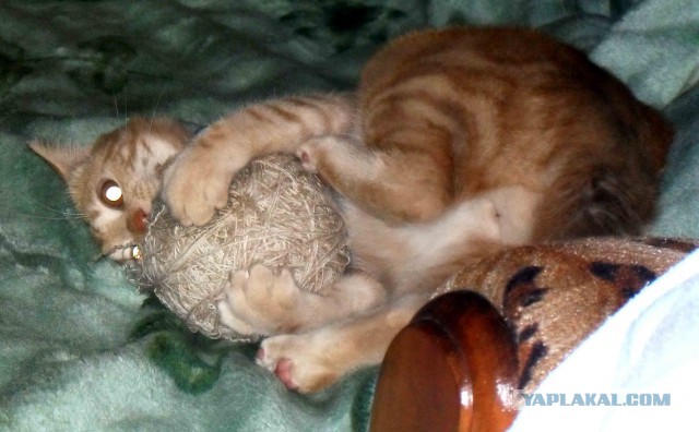 Котовторник 27.09.16