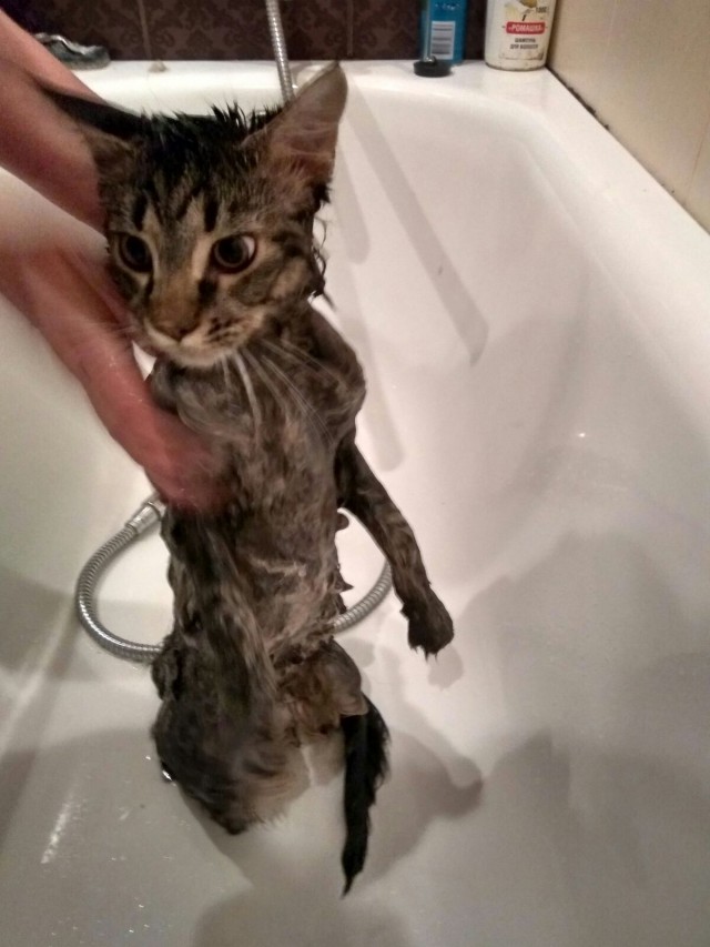 Котовторник 10.01.2017