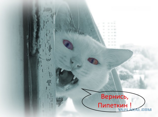 Хотел было купить сироп, но передумал