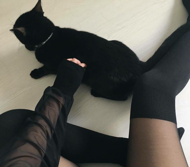 Коты из сети
