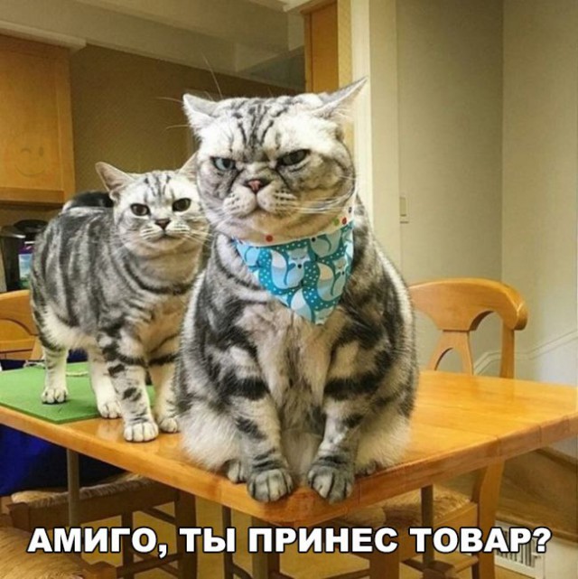 Подборка безудержного веселья