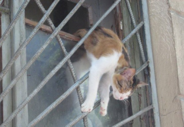 Котовторник 14.03.2017
