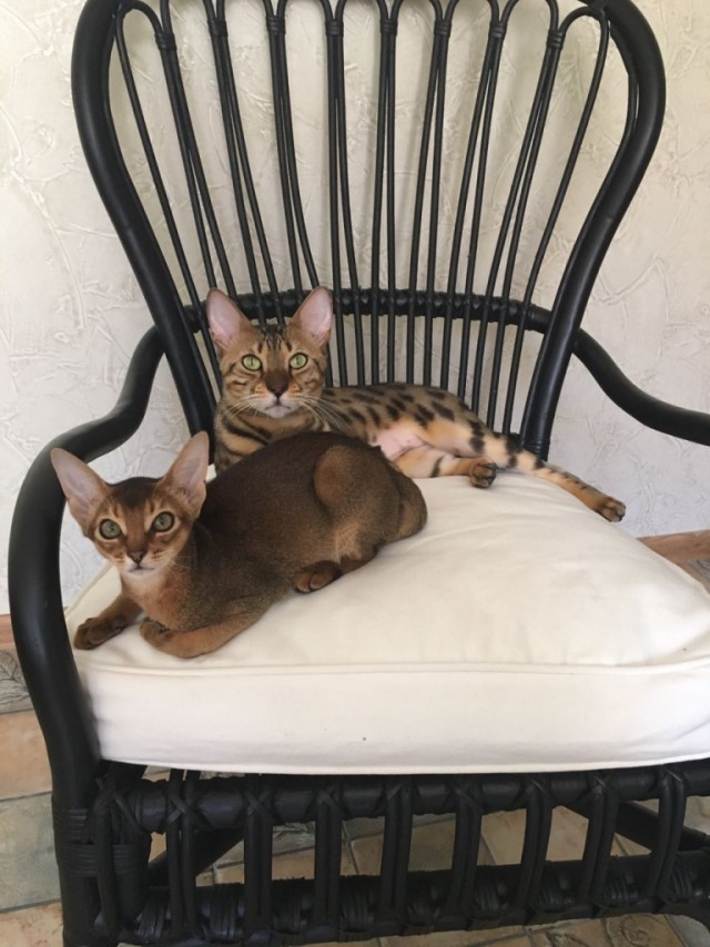 Коты и Кошки