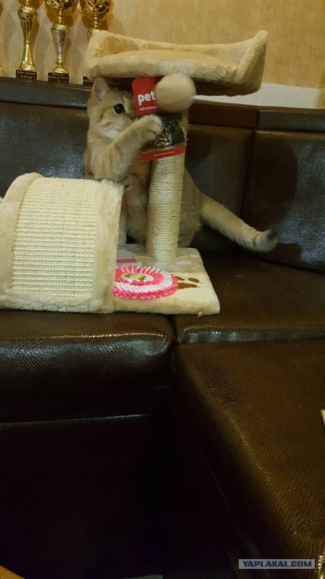 Котовторник 11/04/2017