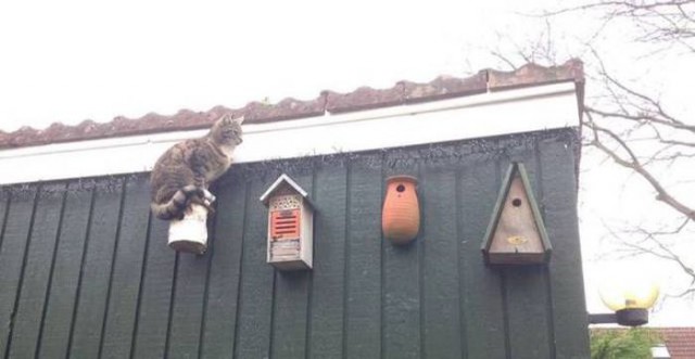 Коты и Кошки
