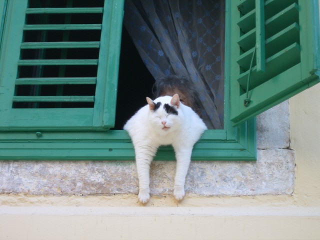 Котовторник 8.08.2017
