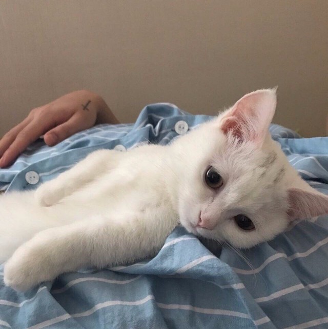 Коты и Кошки