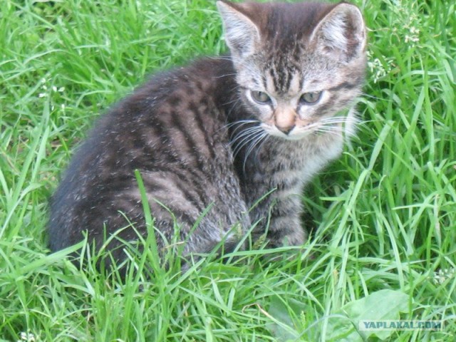 УРРААА ! Котовторник на ЯПлакалъ !