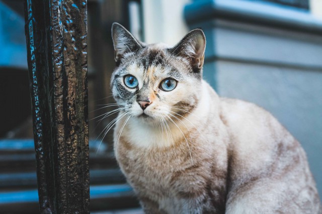 Прикольных котов пост