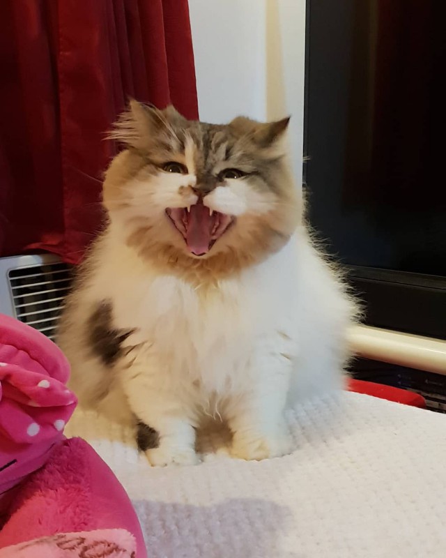Прикольных котов пост