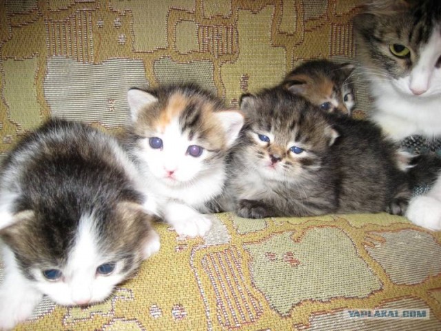 Сердечные коты