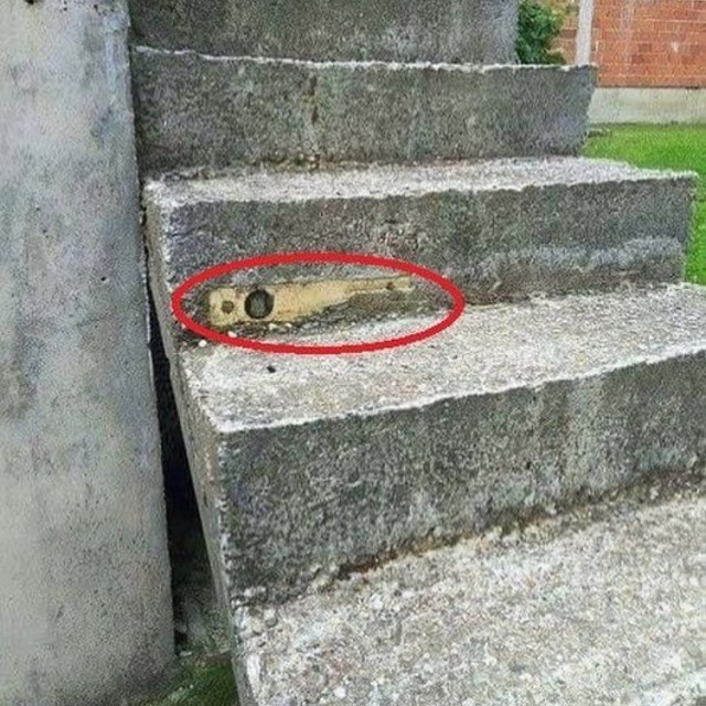 Лента прикольных картинок