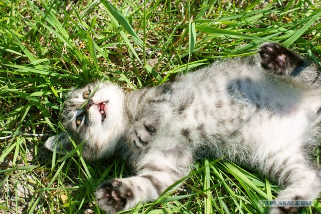 Начинаем котовторник!