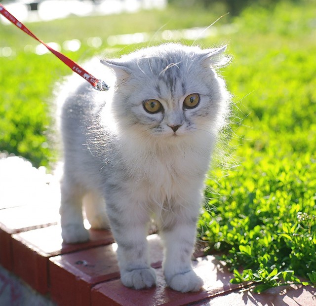 Супер-котофото на котовторник