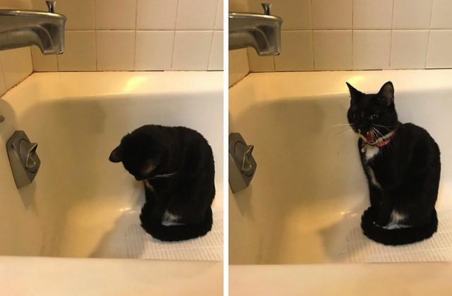 Прикольных котов пост