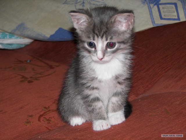 Котовторник (07.02.2012)