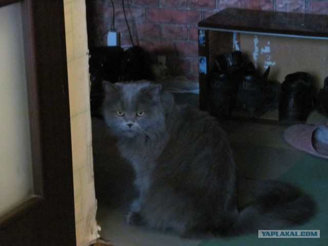Котовторник (21.02.2012)