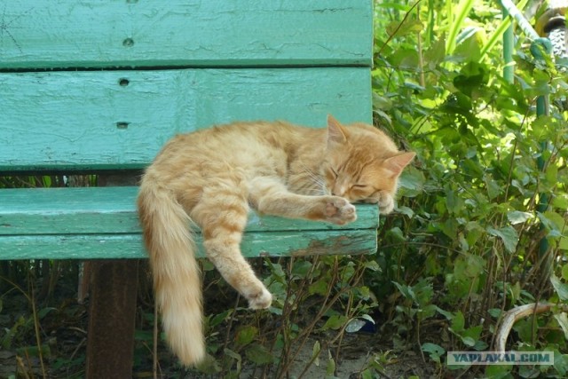 Котовторник  от 3.04.2012