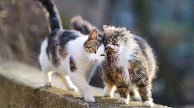 Вся красота уличных котов