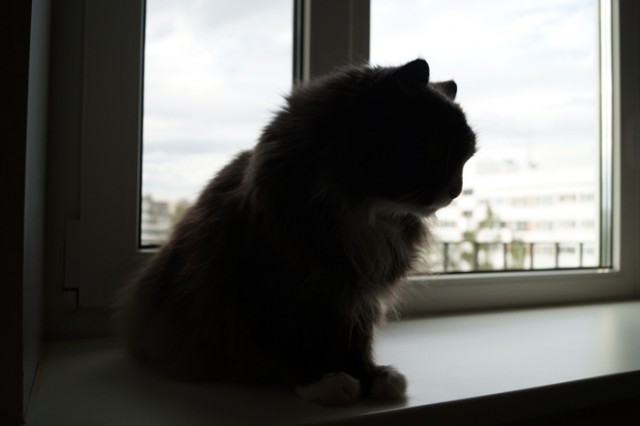 Котовторник  14.08.2012.
