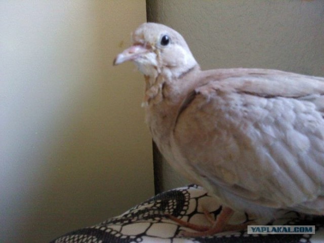 Как растут голуби