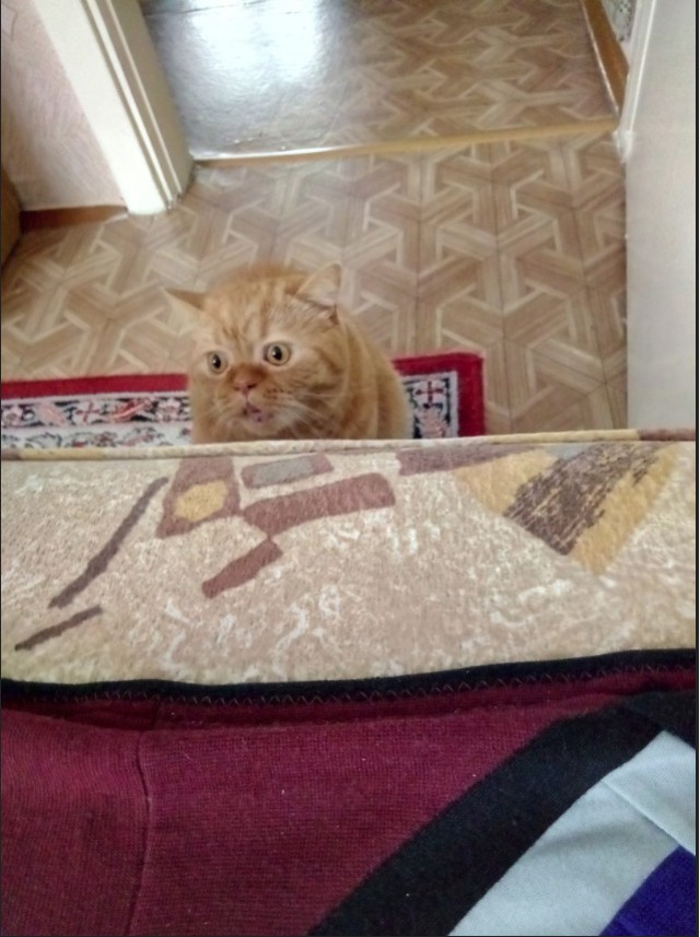 Забавные фото котеек