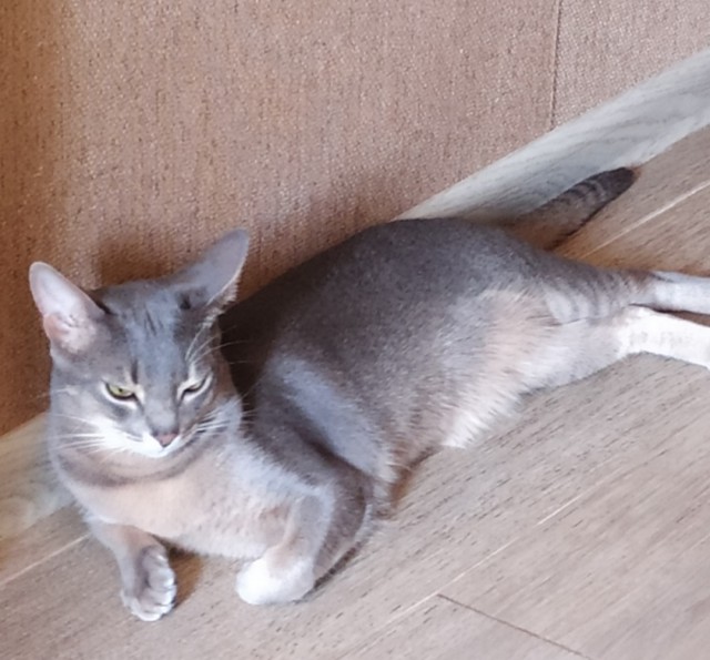 Подскажите породу кота