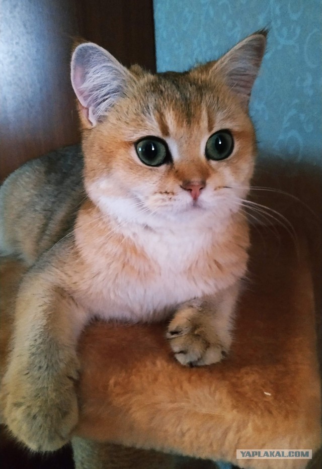 Породы кошек самые популярные